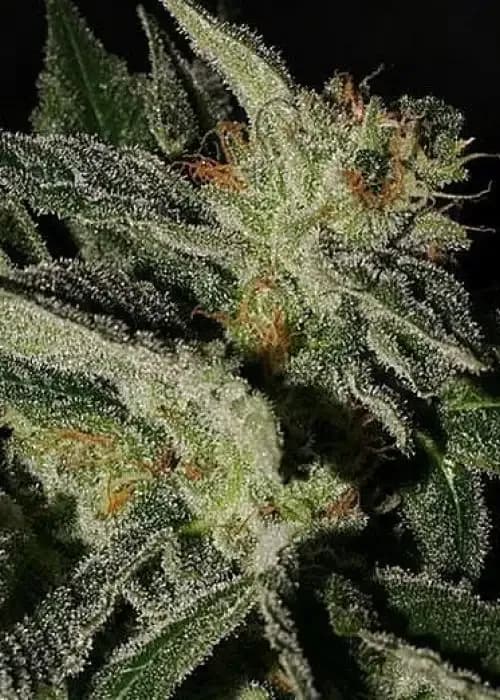d-kush