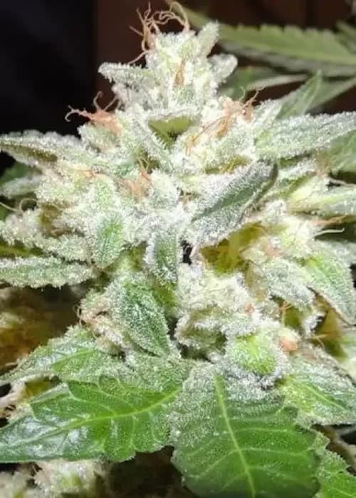 ghostrider og