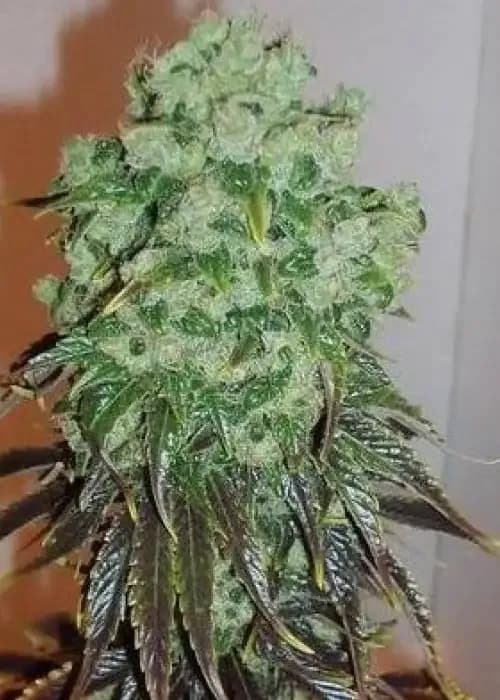 sour jack