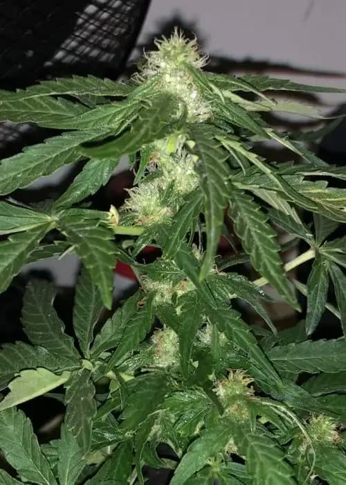 dwarf auto