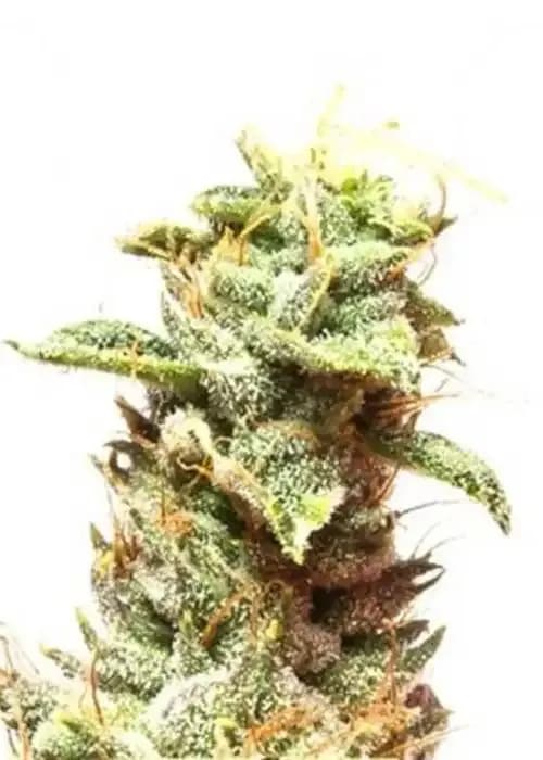 Kera California Nuggets
