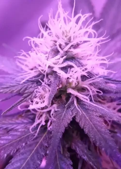 Medical Buddha