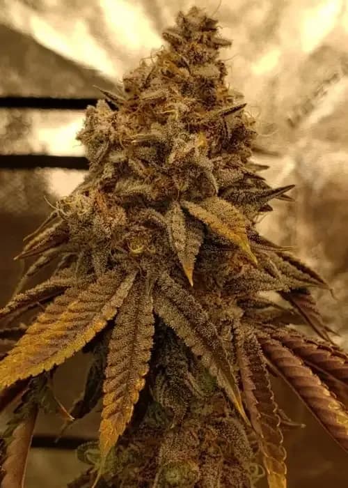 la kush cake