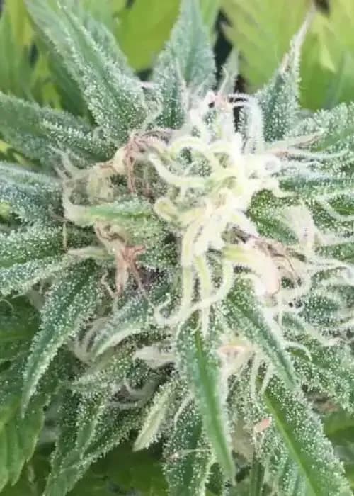 larry og