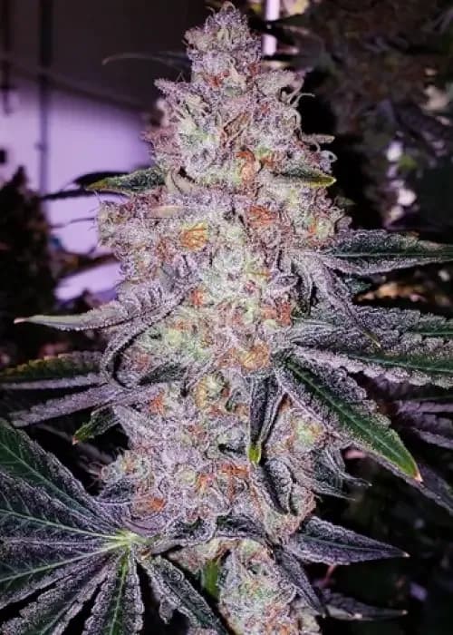 Lemon Cherry Pie R1