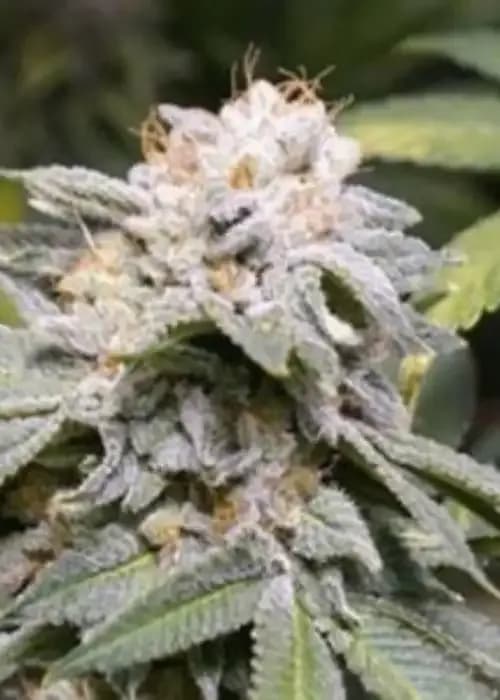 Lemon G X 88 G13 Lemon Hashplant