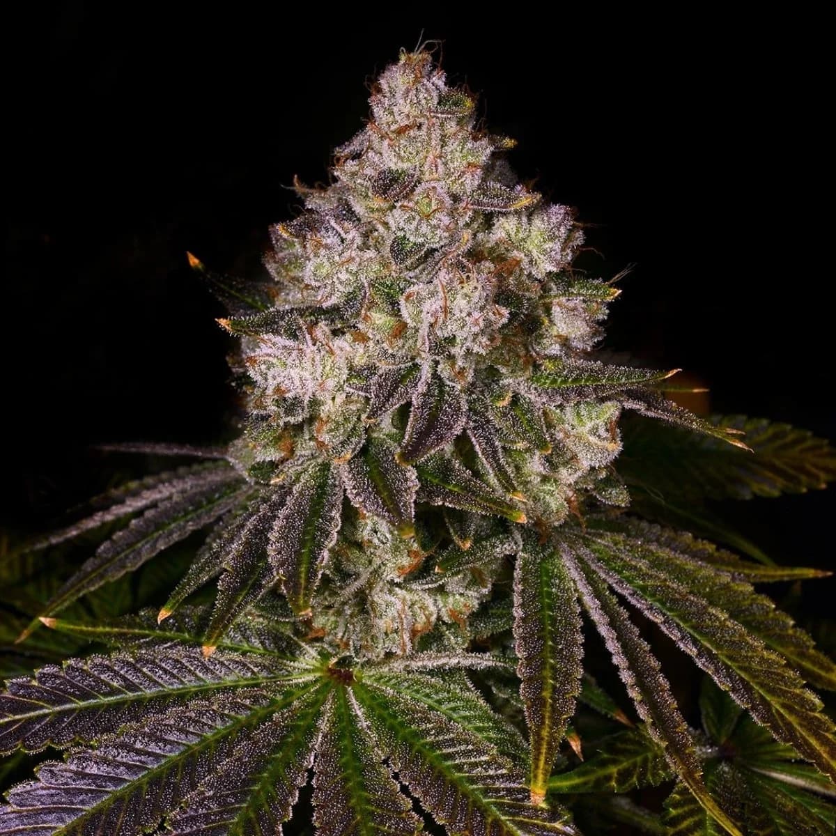 Lemon Grab