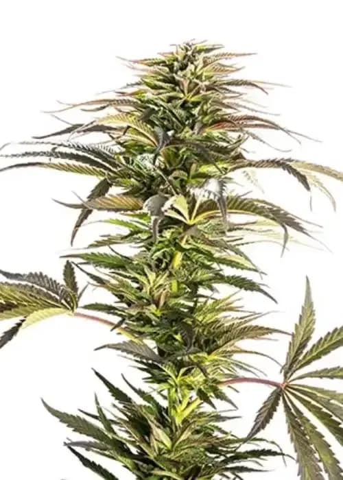 Lemon Skunk
