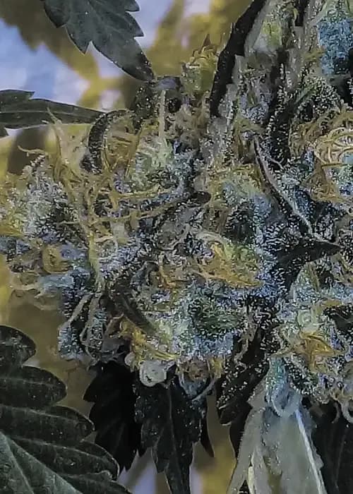 banana sherbet x chocolate