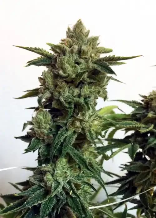 candy glue