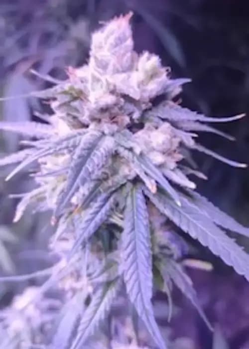 Gifted CBD