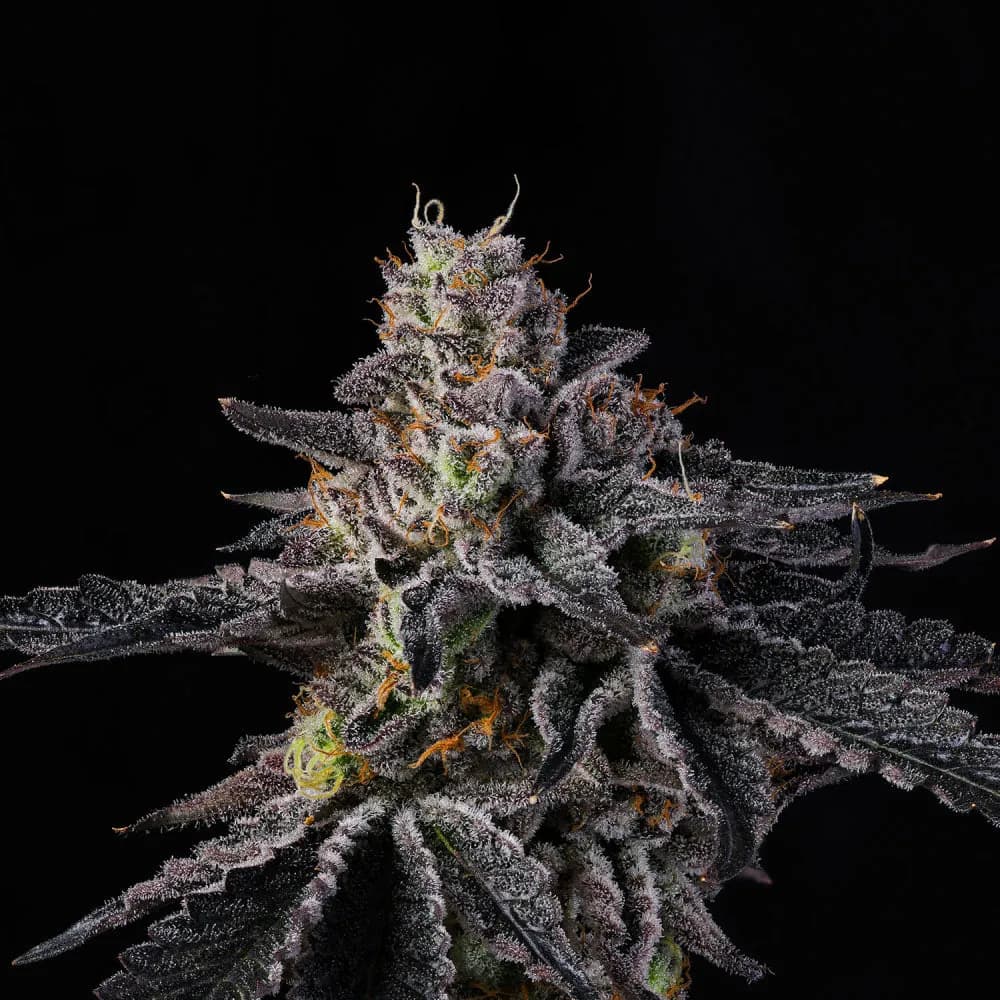 rainbow gelato