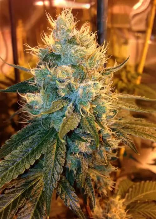 ganja farmer og