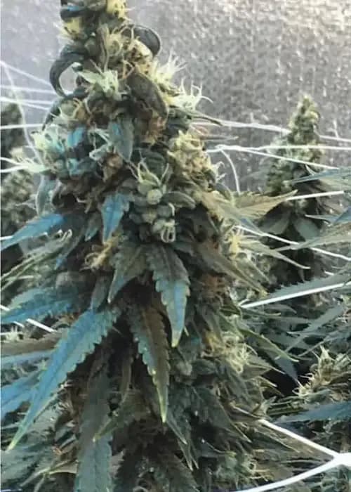 strawberry durban diesel