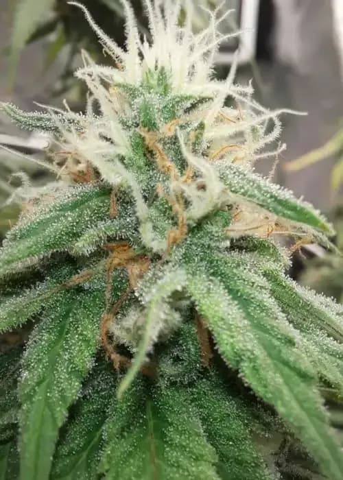 Macintosh Meds