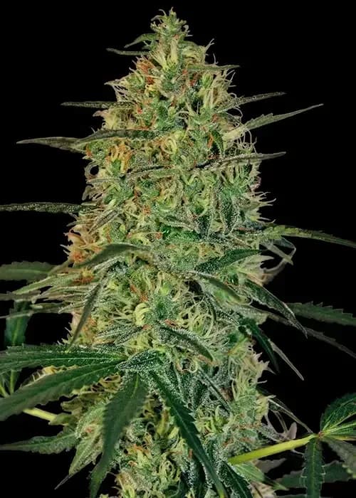 Malana Bomb Auto