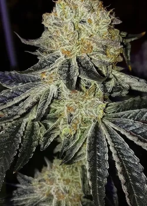 Mandarin Zkittlez F 1