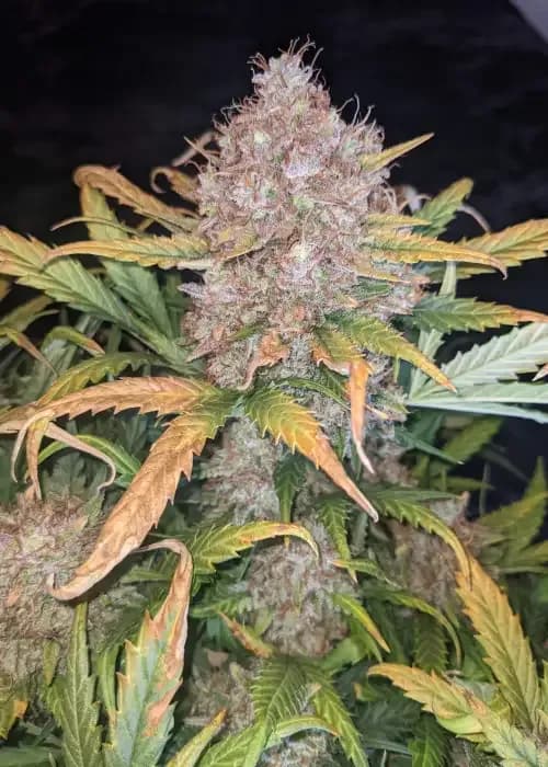 Mandarine Xl Auto