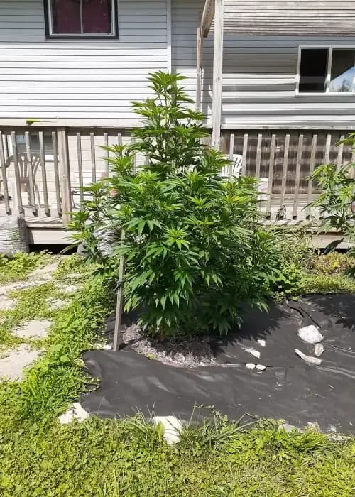 mango