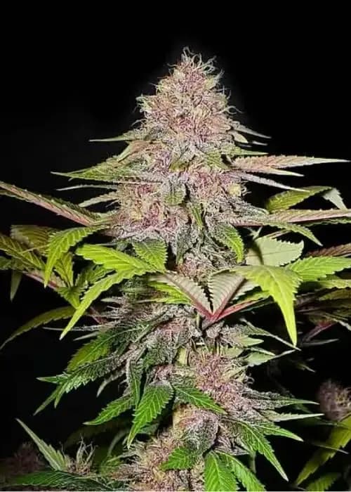 pupil kush