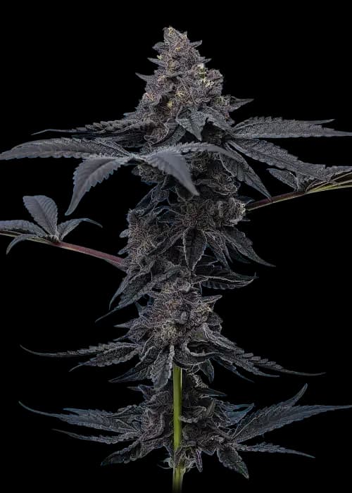 peanut butter breath