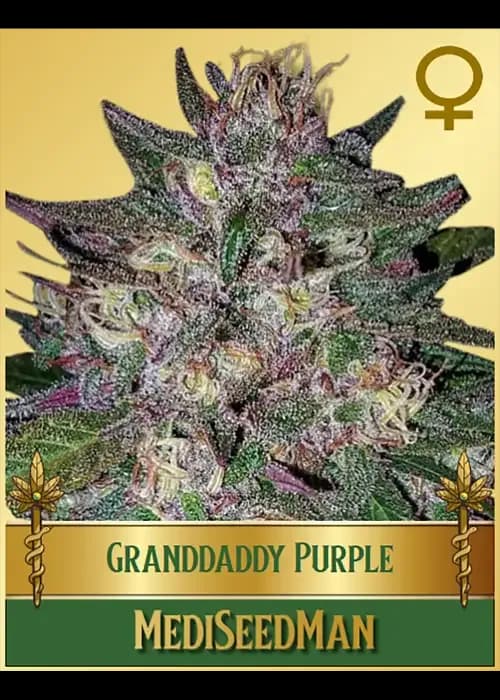 grandaddy purple