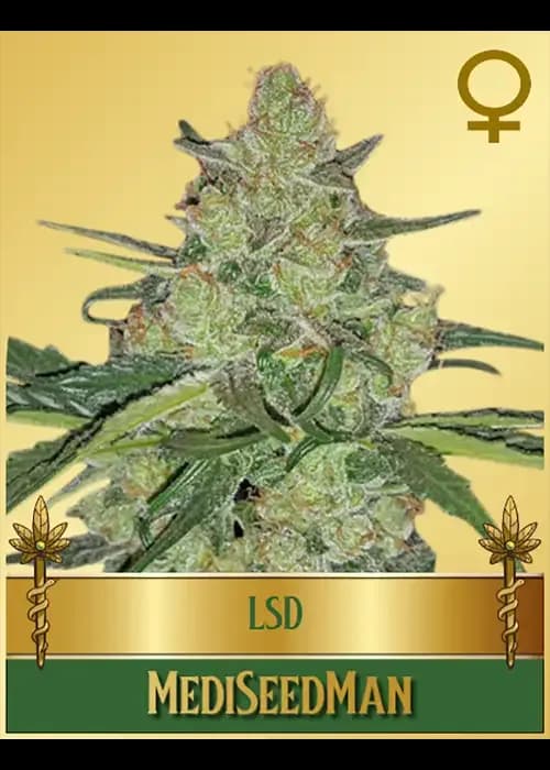 lsd