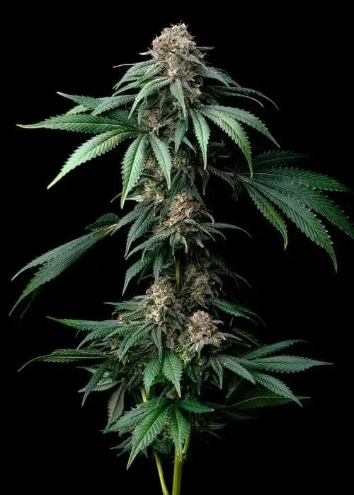 mendo breath