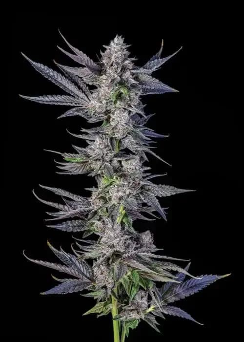Menthol Runtz