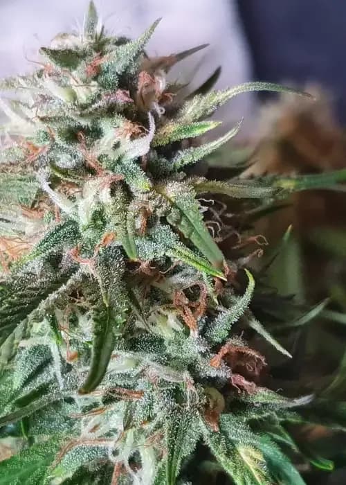 Illuminauto #42 Grizzly Crinkle