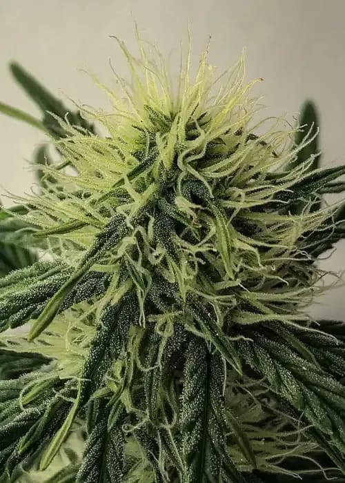 Illuminauto #46 - 50 Shades of Grape