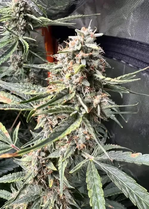 Illuminauto #50 - Strawbba the Hutt