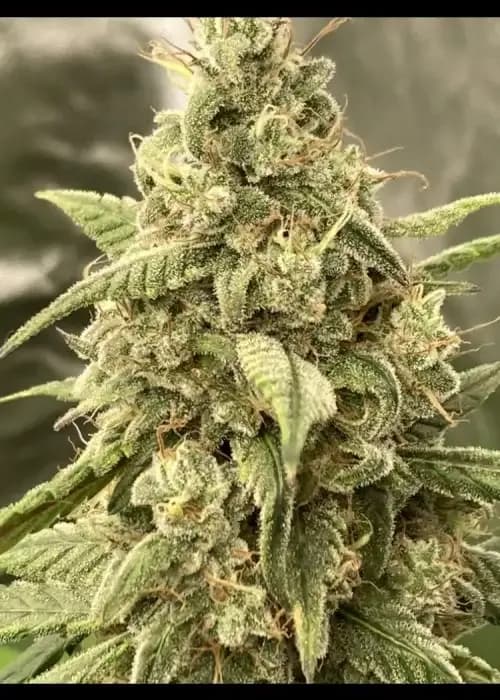 Illuminauto #52 - Double Smile