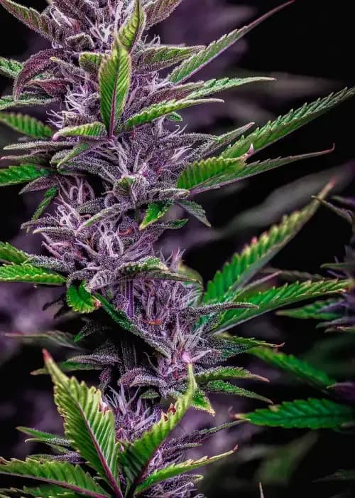 Purple Nuggets