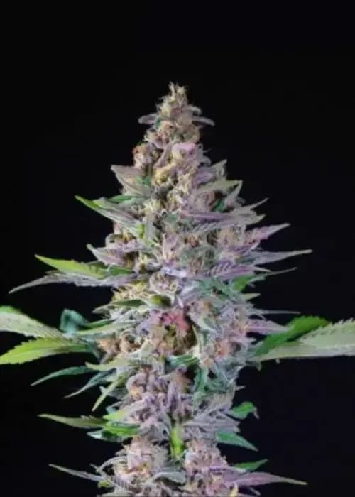 Mimosa Cherry Kush