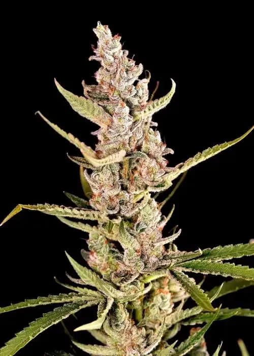 Mimosa Xl Auto