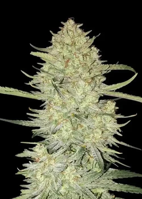 Mimosa Zkittlez Auto
