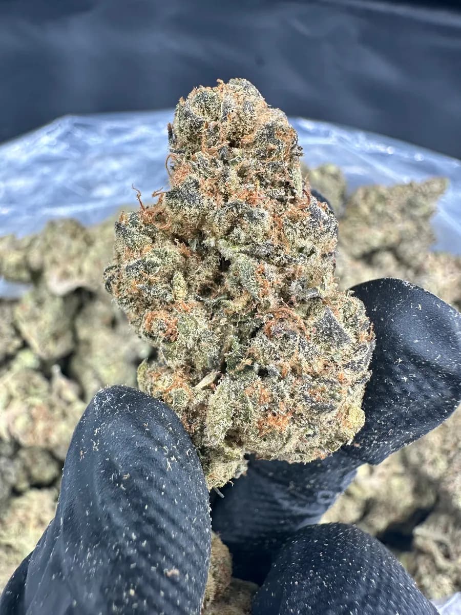 Miracle Alien Cookies (MAC) THCA Flower