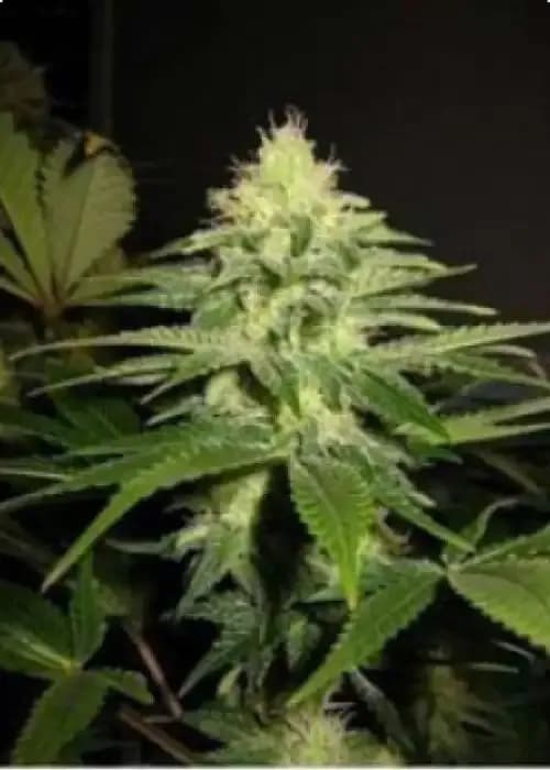 nl5 x skunk