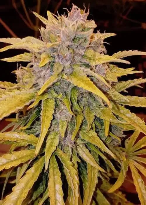 Bubbabanana Kush Auto