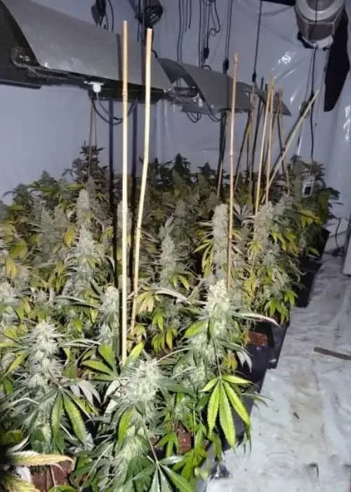 Auto Nordic Somango
