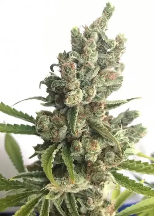 sour chelumbian