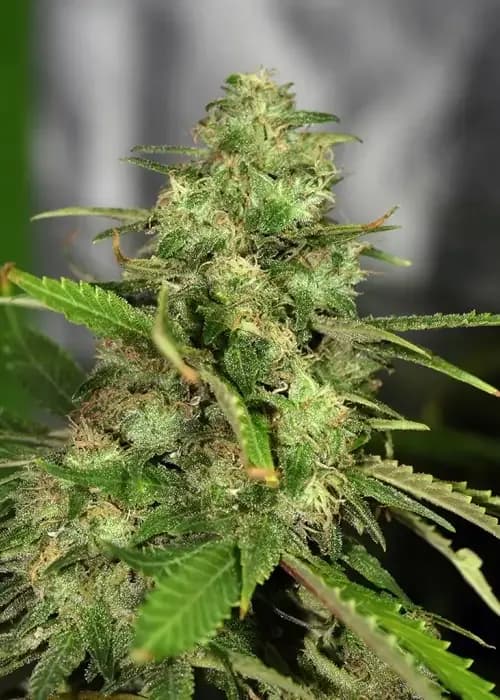 Northern Cheese