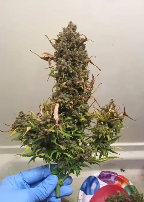 northern light special