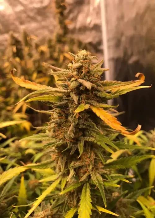 northern xxl auto