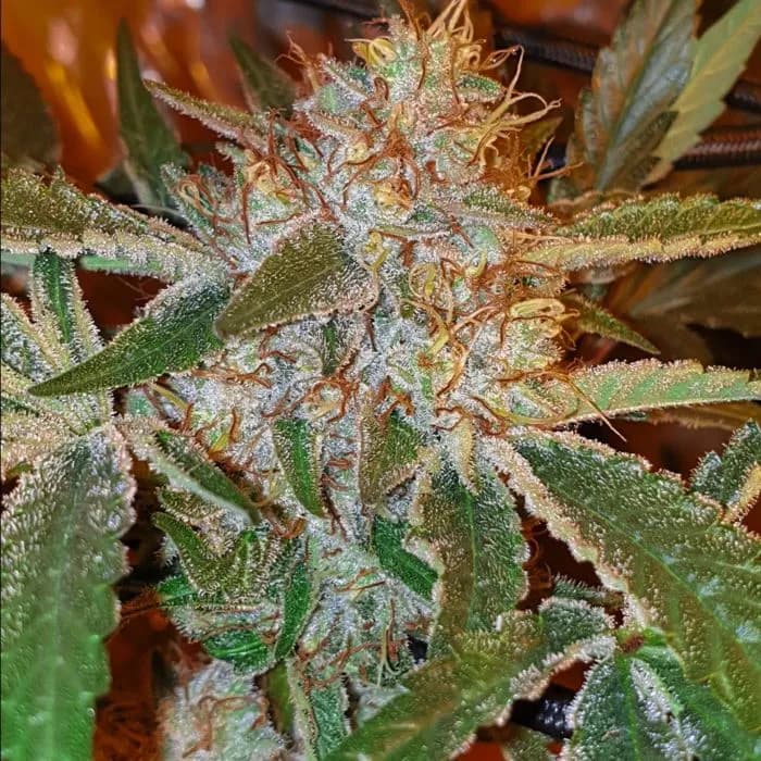 Now N Sour