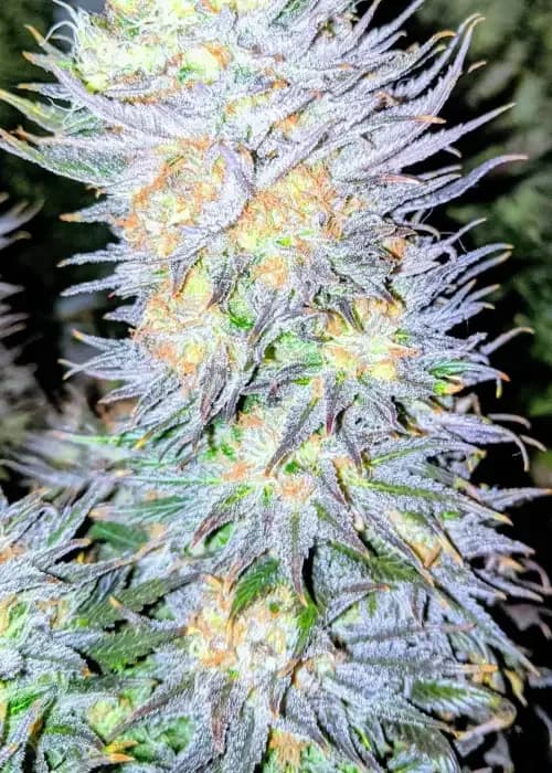 Alaskan Thunder Fuck Auto