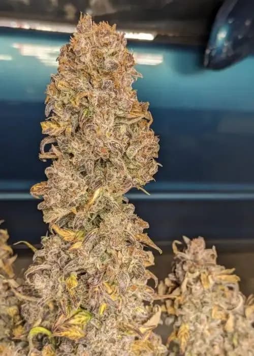 nyc diesel