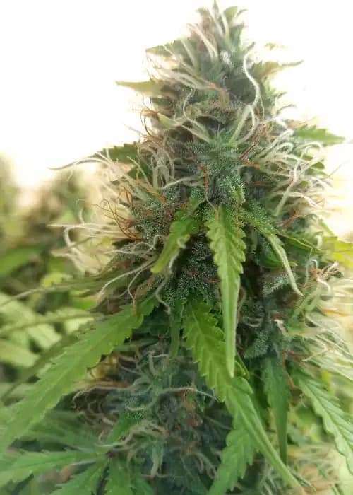 og kush