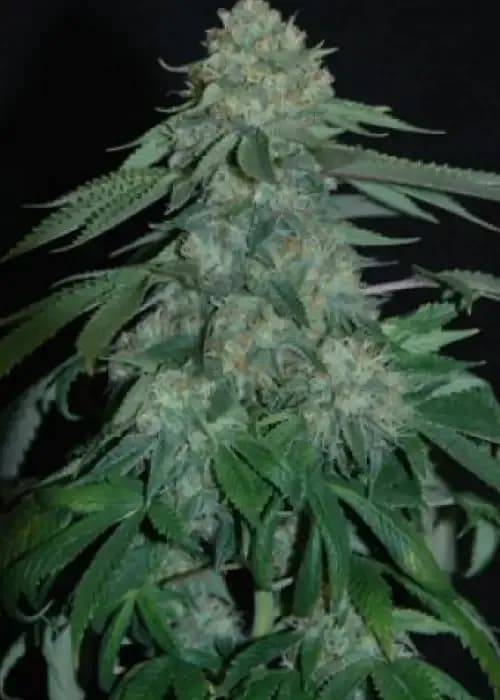 og's kush